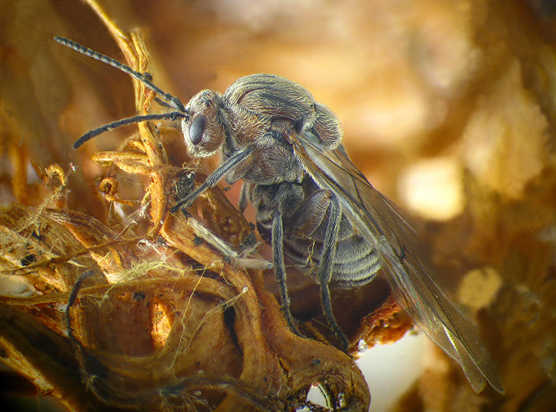 Cynips caputmedusae con parassitoide Ormyridae